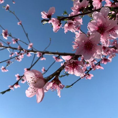 Itaca B&B ピアーノ・ディ・ソッレント エクステリア 写真